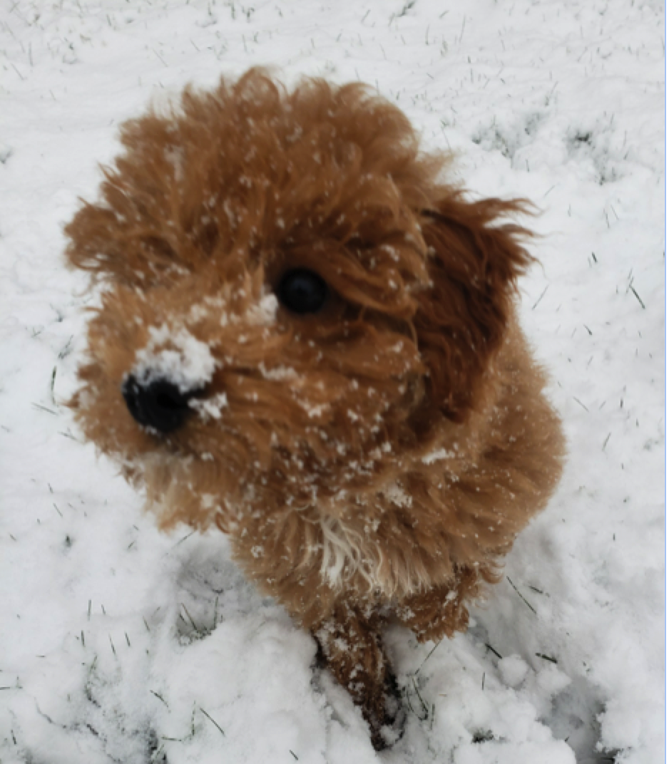 Ginger