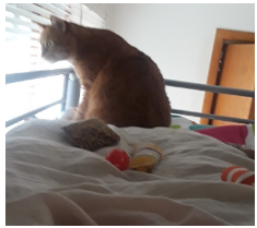 Learning to live with 2 cats