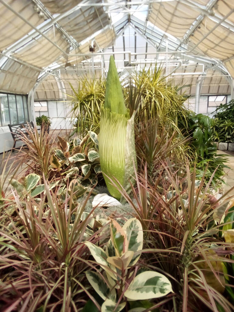large green stalk in the center of ferns and leafy plants inside a tented structure