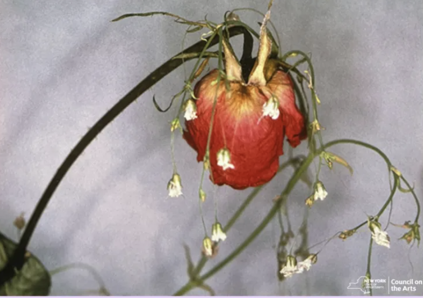 A dying rose on a stem with white small flowers against grey.