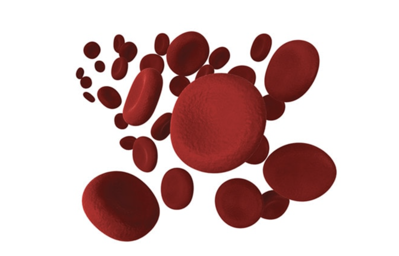 Illustration of red blood cells